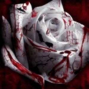 Rosa Bianca Macchiata di Sangue