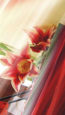 Bellissimi Fiori Rossi - wallpaper preview