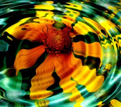 Riflessione di Fiore Vivace