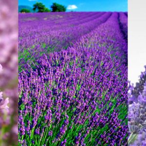 Campi di Lavanda in Fiore