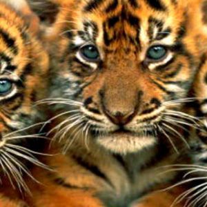 Cuccioli di Tigre Carini