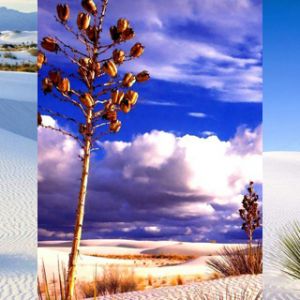 Paesaggio desertico con piante di yucca