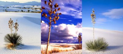 Paesaggio desertico con piante di yucca