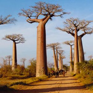 Maestosi Alberi Baobab