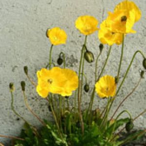 Papaveri Gialli in Fiore