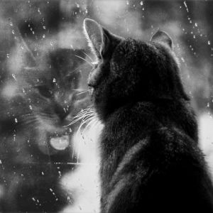 Gatto che Guarda dalla Finestra