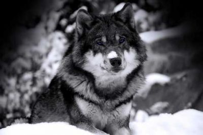 Lupo Maestoso nella Neve - wallpaper preview