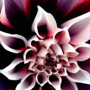Bellissimo Primo Piano di Fiore