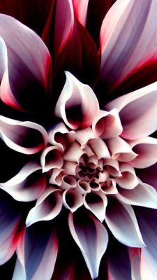 Bellissimo Primo Piano di Fiore - wallpaper preview