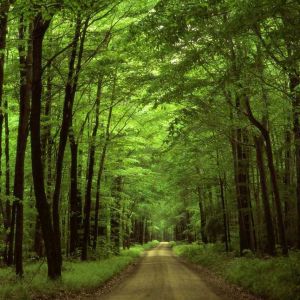 Sentiero Verde nel Bosco