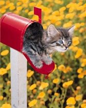 Gatto Carino nella Cassetta della Posta - wallpaper preview