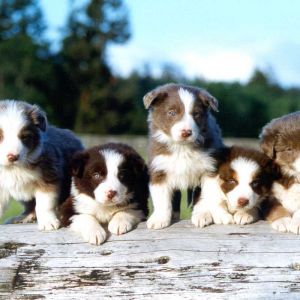Cuccioli di Border Collie Adorabili