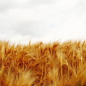 Campo di Grano Dorato