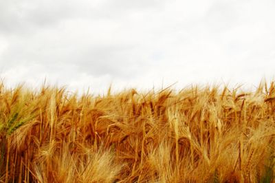 Campo di Grano Dorato - wallpaper preview
