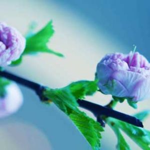 Delicati Fiori Rosa