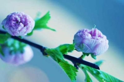 Delicati Fiori Rosa - wallpaper preview