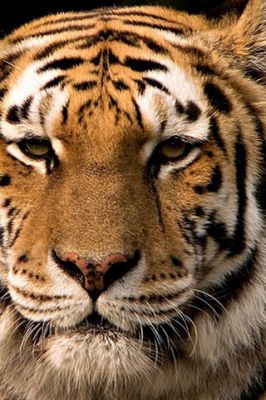 Primo piano di una tigre maestosa - wallpaper preview