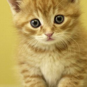 Carinissimo gattino arancione