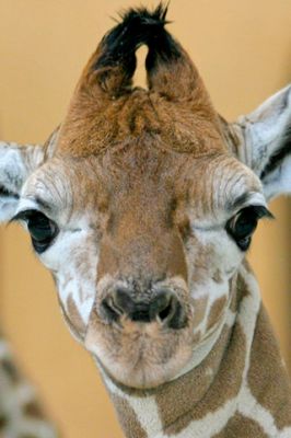 Primo Piano di Giraffa - wallpaper preview