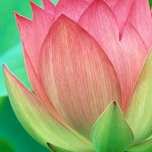 Bellissimo fiore di loto rosa