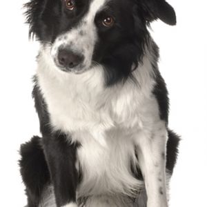 Cane Border Collie Carino