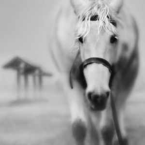 Maestoso Cavallo Bianco