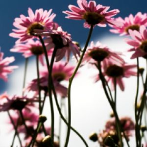Bellissimi Fiori Rosa