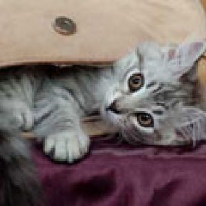 Gattino Giocoso nella Borsa
