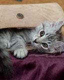 Gattino Giocoso nella Borsa - wallpaper preview
