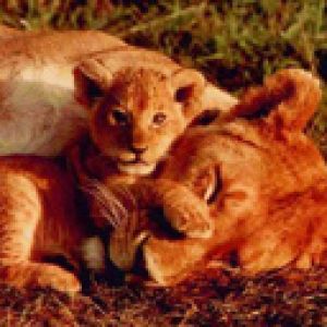 Cucciolo di Leone e Madre