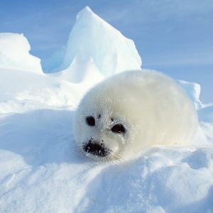Cucciolo di Foca sul Ghiaccio