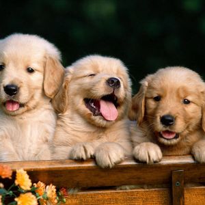 Cuccioli di Golden Retriever