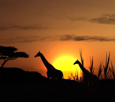 Silhouette di Giraffe al Tramonto - wallpaper preview