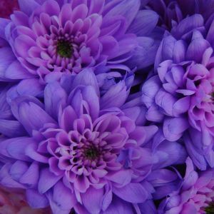 Fiori di crisantemo viola
