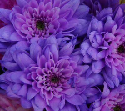 Fiori di crisantemo viola