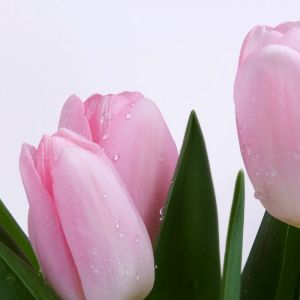 Tulipani Rosa con Gocce di Rugiada