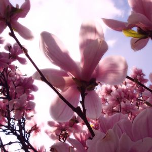 Bellissimi Fiori di Magnolia Rosa