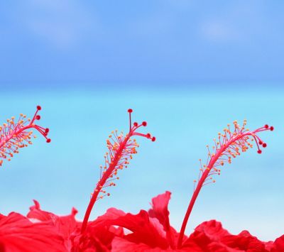Fiori di Ibisco Rossi Vivaci - wallpaper preview