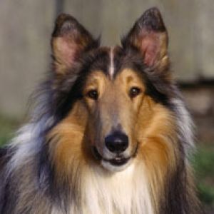 Bellissimo Cane Collie