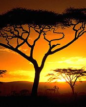 Stupenda Sunset sopra gli Acacie - wallpaper preview