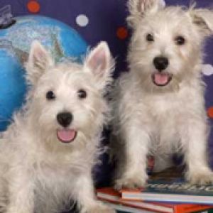 Cani West Highland Terriers