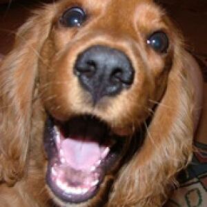 Cocker Spaniel Dorato Felice