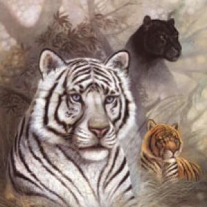 Tigri e pantera maestosi