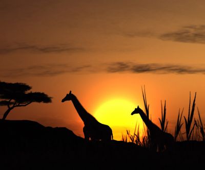 Silhouette di Giraffe al Tramonto - wallpaper preview