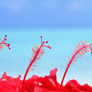 Vivaci Fiori di Ibisco Rossi