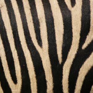Motivo a Strisce di Zebra