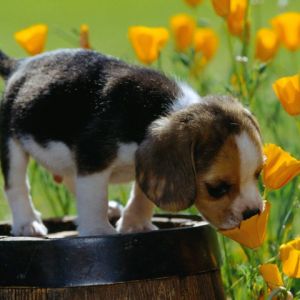 Cucciolo Carino nei Fiori