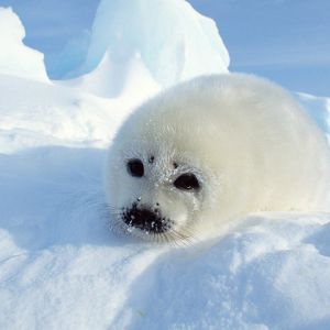 Foca carina sulla neve