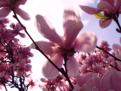 Bellissimi fiori di magnolia rosa - wallpaper preview