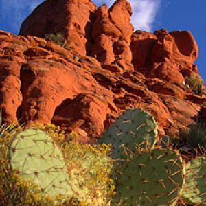 Paesaggio desertico con cactus